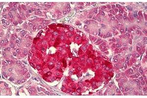 Anti-HCN1 antibody IHC staining of human pancreas, islets of Langerhans. (HCN1 anticorps  (AA 778-910))