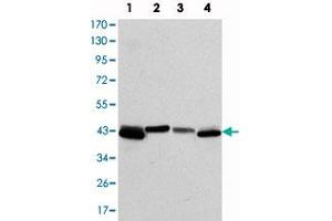 Western blot analysis using KRT19 monoclonal antibody, clone 4E8  against T-47D (1) , MCF-7 (2) , HepG2 (3) and SW-620 (4) cell lysate. (Cytokeratin 19 anticorps)