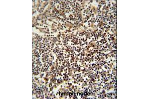 LAPTM5 antibody immunohistochemistry analysis in formalin fixed and paraffin embedded human lymph node followed by peroxidase conjugation of the secondary antibody and DAB staining.