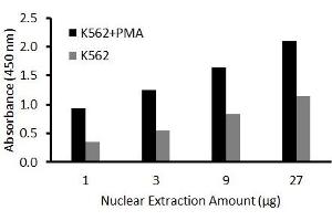 Transcription factor assay of jun-D from nuclear extracts of K562 cells or K562 cells treated with PMA (50 ng/ml) for 3 hr with the  Activity Assay Kit.