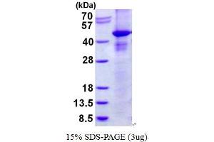 Ras Association (RalGDS/AF-6) Domain Family Member 1 (RASSF1) protein (His tag)