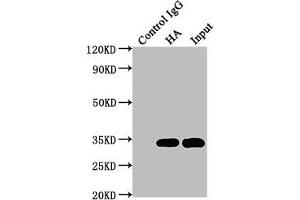 Immunoprecipitating HA-Tag in 293F transfected whole cell lysate Lane 1: Mouse control IgG (1 μg) instead of ABIN7193151 in 293F transfected whole cell lysate. (HA-Tag anticorps)