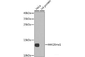 Western blot analysis of extracts of various cell lines using MonoMethyl-Histone H4-K20 Polyclonal Antibody. (Histone H4 anticorps  (meLys20))