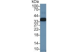 Detection of ANXA4 in Porcine Eye lysate using Polyclonal Antibody to Annexin A4 (ANXA4)