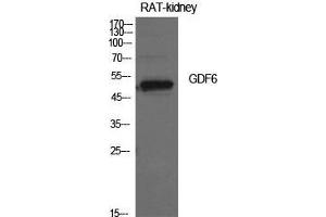 Western Blot (WB) analysis of Rat Kidney cells using GDF-6 Polyclonal Antibody. (GDF6 anticorps  (Internal Region))