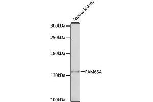 Western blot analysis of extracts of mouse kidney, using FA antibody (ABIN7267119) at 1:1000 dilution.