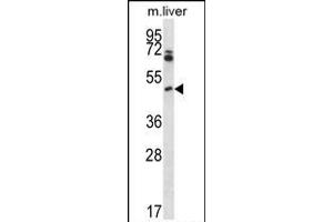 Mouse Pim1 Antibody (C-term) (ABIN657998 and ABIN2846943) western blot analysis in mouse liver tissue lysates (35 μg/lane). (PIM1 anticorps  (C-Term))