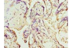 Immunohistochemistry of paraffin-embedded human placenta tissue using ABIN7170079 at dilution of 1:100 (SLC12A4 anticorps  (AA 601-900))
