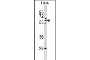 POLR3C Antibody (Center) (ABIN1538053 and ABIN2848864) western blot analysis in Hela cell line lysates (35 μg/lane). (POLR3C anticorps  (AA 202-230))