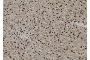 ABIN6273051 at 1/100 staining Mouse liver tissue by IHC-P.