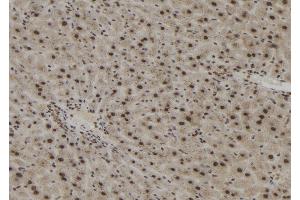 ABIN6273051 at 1/100 staining Mouse liver tissue by IHC-P. (Importin 4 anticorps  (Internal Region))