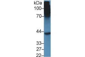 Western Blot; Sample: Mouse Liver lysate; Primary Ab: 5µg/ml Rabbit Anti-Mouse SHBG Antibody Second Ab: 0.