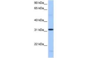 Western Blotting (WB) image for anti-serine/arginine-Rich Splicing Factor 10 (SRSF10) antibody (ABIN2462322) (SRSF10 anticorps)