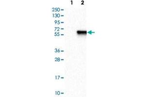 Western Blot analysis of Lane 1: negative control (vector only transfected HEK293T cell lysate) and Lane 2: over-expression lysate (co-expressed with a C-terminal myc-DDK tag in mammalian HEK293T cells) with ZIC1 polyclonal antibody . (ZIC1 anticorps)