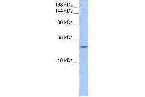 DLC1 antibody used at 0. (DLC1 anticorps  (C-Term))