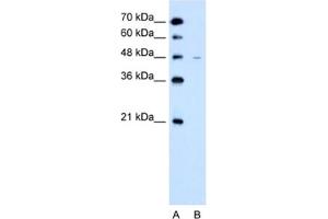 Western Blotting (WB) image for anti-Solute Carrier Family 43, Member 3 (SLC43A3) antibody (ABIN2462754) (SLC43A3 anticorps)