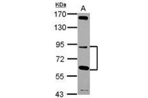 Image no. 1 for anti-G Elongation Factor, Mitochondrial 2 (GFM2) (Internal Region) antibody (ABIN1496042) (GFM2 anticorps  (Internal Region))