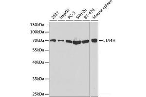 Western blot analysis of extracts of various cell lines using LTA4H Polyclonal Antibody at dilution of 1:1000. (LTA4H anticorps)