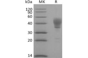 Western Blotting (WB) image for CD24 Molecule (CD24) (Active) protein (Fc Tag) (ABIN7319865) (CD24 Protein (Fc Tag))