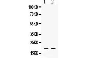 Western blot analysis of Alpha Defensin 1 expression in rat testis extract ( Lane 1) and HELA whole cell lysates ( Lane 2). (alpha Defensin 1 anticorps  (C-Term))