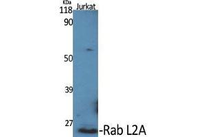 Western Blot (WB) analysis of specific cells using Rab L2A Polyclonal Antibody. (RABL2A anticorps  (C-Term))