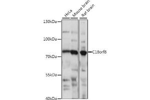Western blot analysis of extracts of various cell lines, using C18orf8 antibody (ABIN7266379) at 1:1000 dilution. (C18orf8 anticorps  (AA 1-300))