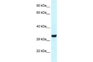 WB Suggested Anti-Hey1 Antibody   Titration: 1. (HEY1 anticorps  (C-Term))