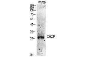 Western Blot (WB) analysis of specific cells using CHOP Polyclonal Antibody.