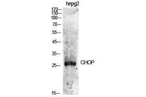 Western Blot (WB) analysis of specific cells using CHOP Polyclonal Antibody. (DDIT3 anticorps  (Ser301))