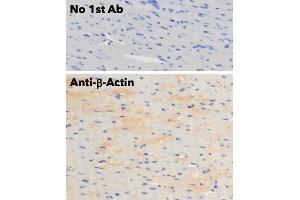 Immunohistochemistry (IHC) image for anti-Actin, beta (ACTB) (N-Term) antibody (ABIN6254200) (beta Actin anticorps  (N-Term))