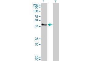 Western Blot analysis of TRIM52 expression in transfected 293T cell line by TRIM52 monoclonal antibody (M01), clone 6D5. (TRIM52 anticorps  (AA 201-297))