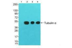 Western blot analysis of extracts from 3T3 cells (Lane 2), colo cells (Lane 3) and HuvEc cells (Lane 4), using Tubulin α antiobdy. (TUBA1A anticorps  (C-Term))