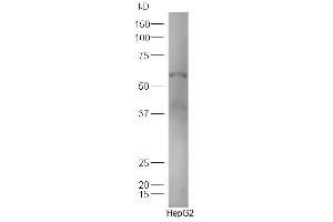 Human HepG2 lysates probed with Anti-TXA2R Polyclonal Antibody, Unconjugated  at 1:300 in 4˚C.
