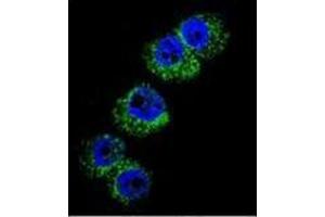 Confocal immunofluorescent analysis of DBH Antibody (N-term) Cat. (DBH anticorps  (N-Term))