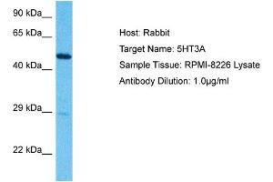 Host:  Rabbit  Target Name:  5HT3A  Sample Type:  RPMI-8226 lysates  Antibody Dilution:  1. (Serotonin Receptor 3A anticorps  (N-Term))