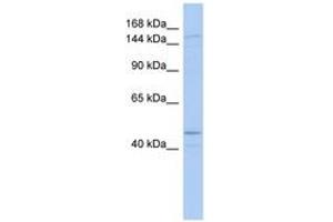 Image no. 1 for anti-Superkiller Viralicidic Activity 2-Like (SKIV2L) (AA 863-912) antibody (ABIN6742676) (SKIV2L anticorps  (AA 863-912))