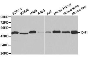 Western blot analysis of extracts of various cell lines, using IDH1 antibody.