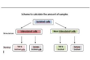 Image no. 1 for anti-Transforming Growth Factor, beta 1 (TGFB1) antibody (ABIN1109227) (TGFB1 anticorps)