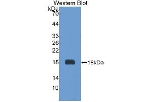 Western Blotting (WB) image for anti-Agouti Related Protein Homolog (Mouse) (AGRP) antibody (Biotin) (ABIN1174464) (AGRP anticorps  (Biotin))