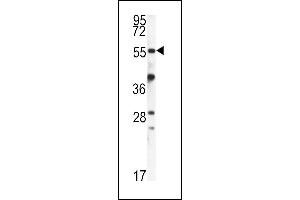 Western blot analysis of FKBP9 antibody (N-term) (ABIN391580 and ABIN2841514) in mouse kidney tissue lysates (35 μg/lane). (FKBP9 anticorps  (N-Term))