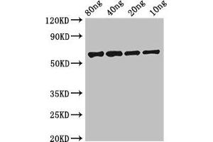 Western Blot Positive WB detected in Recombinant protein All lanes: FSIP2 antibody at 0. (FSIP2 anticorps  (AA 5530-5824))