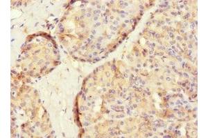 Immunohistochemistry of paraffin-embedded human pancreatic tissue using ABIN7166579 at dilution of 1:100 (SLC2A13 anticorps  (AA 564-648))
