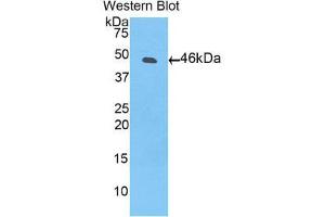 Western Blotting (WB) image for anti-Plasminogen (PLG) (AA 79-466) antibody (ABIN1860259)