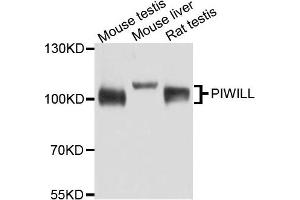 Western blot analysis of extract of various cells, using PIWIL1 antibody.