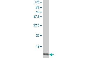 Western Blot detection against Immunogen (12.