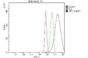 Flow Cytometry analysis of U87 cells using anti-Neuropilin 1 antibody (ABIN7601921).