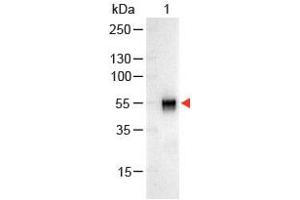 Image no. 1 for Goat anti-Rabbit IgG (Whole Molecule) antibody (Alkaline Phosphatase (AP)) (ABIN300847) (Chèvre anti-Lapin IgG (Whole Molecule) Anticorps (Alkaline Phosphatase (AP)))