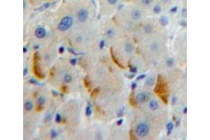 Used in DAB staining on fromalin fixed paraffin-embedded Liver tissue (PCDHb2 anticorps  (AA 54-291))
