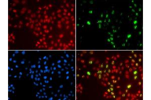 Immunofluorescence analysis of GFP-RNF168 transgenic U2OS cells using POLH antibody. (POLH anticorps  (AA 20-320))