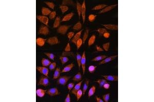 Immunofluorescence analysis of L929 cells using CHCHD7 Rabbit pAb (ABIN7266450) at dilution of 1:100. (CHCHD7 anticorps)
